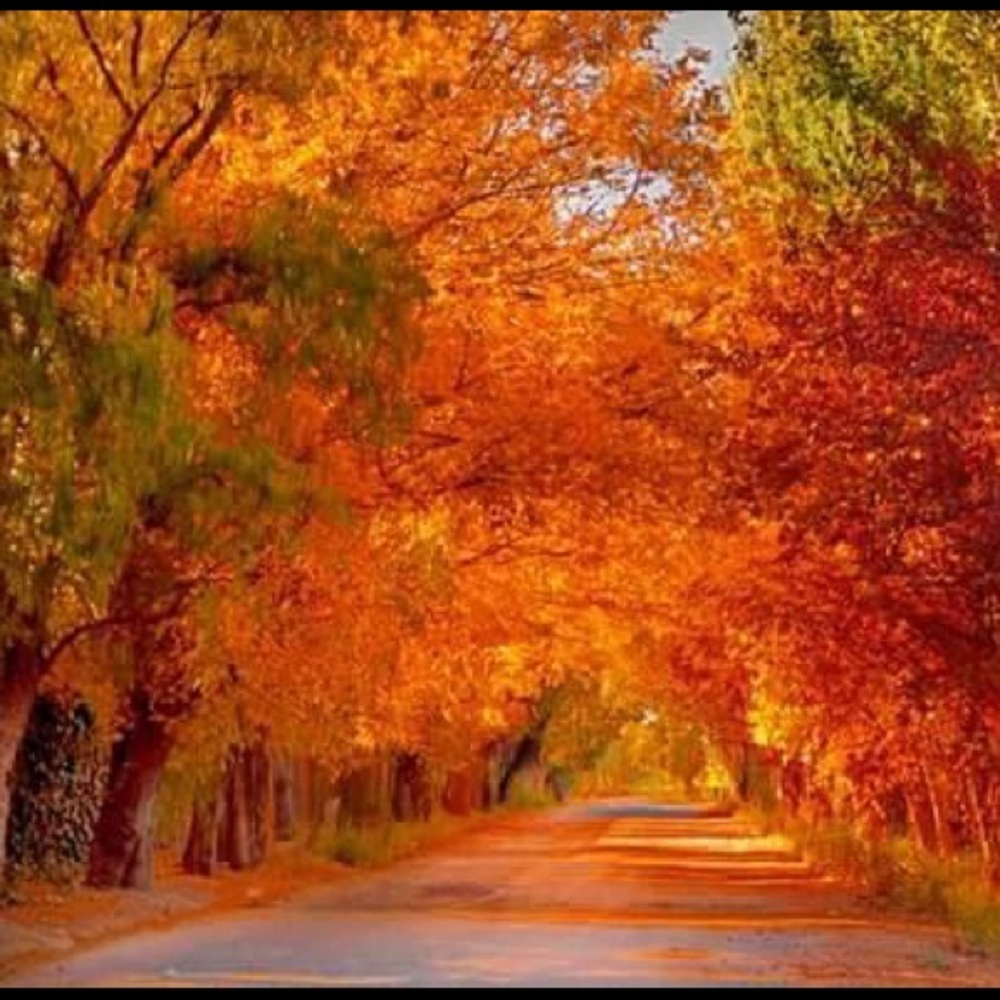 Meet your Posher, Abigail